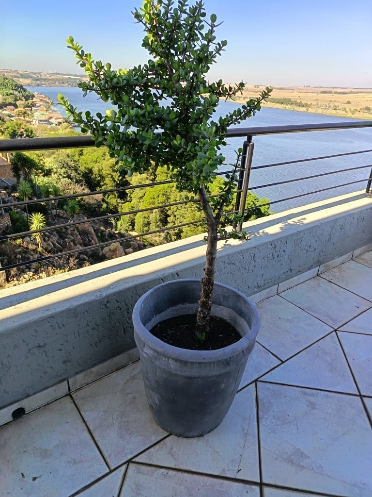 Why Cement Flower Pots Are the Best Choice